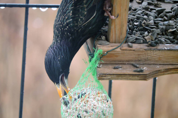 Прекрасный радужный чёрный скворец сидит внутри деревянного кормушки для птиц и ест жирный шар - Фото, изображение