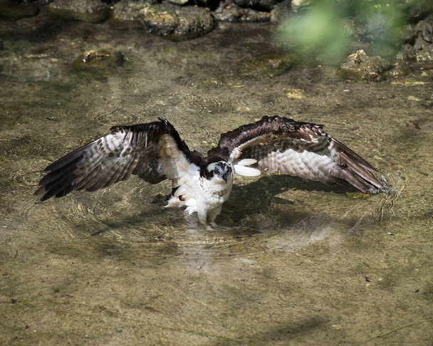 Kahverengi tüyleri, kanatları, gagası, başı, doğal ortamında ve çevresinde gözleri olan Osprey suda. Görüntü. Görüntü. Portre. Osprey Stok Fotoğrafı. - Fotoğraf, Görsel