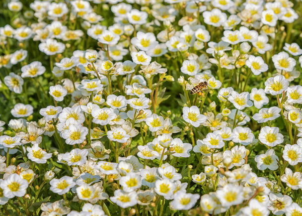 Anemonoides sylvestris, snowdrop anemone, snowdrop windflower.パティオ、庭、バルコン、公園、家のための花トップビューを閉じます - 写真・画像
