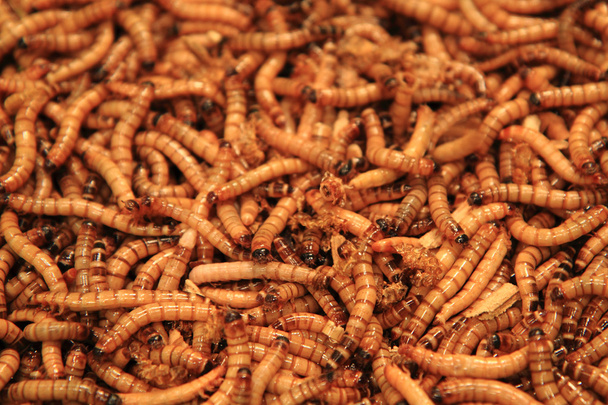 vermes como fundo alimentar exótico
 - Foto, Imagem