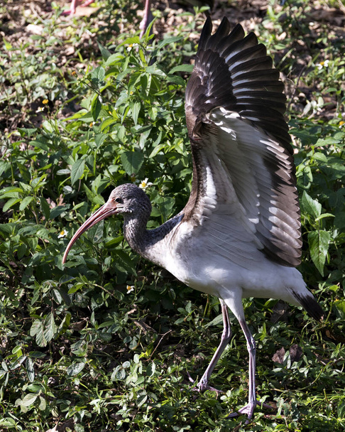 White Ibis juvenile bird close-up profile view with foliage background displaying spread wings, brown feathers plumage, body, head, eye, beak, long neck, in its environment and habitat. White Ibis Stock Photo. Image. Picture. Portrait. - Foto, afbeelding