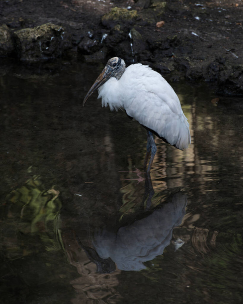 Wood stork close-up profile view in the water displaying white and black fluffy feathers plumage, head, eye, beak, long neck, and reflection in its environment and habitat. Image. Picture. Portrait. Wood stork stock photo. - Photo, Image