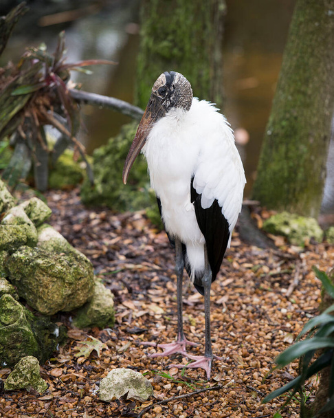 Wood stork close-up profile view by the water displaying white and black fluffy feathers plumage, beak, in its environment and habitat with a tree and rocks background and foreground. Wood Stork Stock Photos. Image. Picture. Portrait - Photo, image