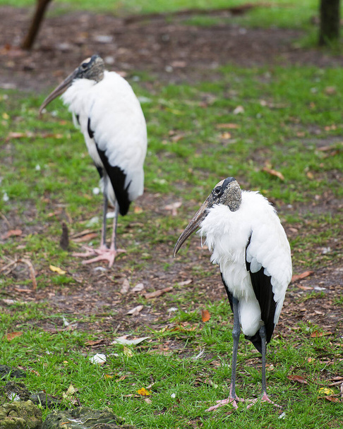 Wood stork couple close-up profile view displaying white and black fluffy feathers plumage, head, eye, beak, long neck, in their environment and habitat with a grass and foliage background. Wood stork stock photo. Image. Picture. Portrait - Foto, Imagem