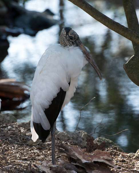 Wood stork close-up profile view by the water displaying white and black fluffy feathers plumage, head, eye, beak, long neck, in its environment and habitat. Wood Stork Stock Photos. Image. Picture. Portrait - Foto, Bild