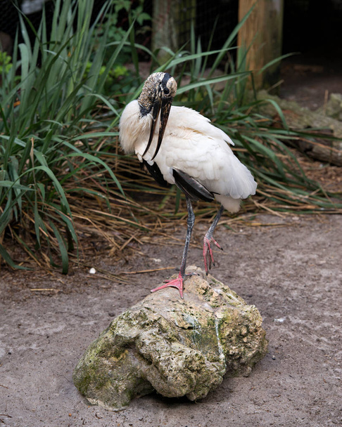Wood stork  close-up profile perched on a moss rock displaying white and black fluffy feathers plumage, head, eye, beak, long neck, in its environment and habitat with a foliage background. Wood Stork Stock Photo. Image. Picture. Portrait - Zdjęcie, obraz
