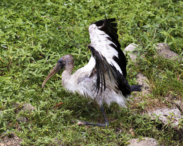 Wood Stork immature bird close-up profile view with spread wings displaying wet feathers plumage, beak,  with foliage background in its habitat and environment. Image. Picture. Portrait. Wood Stork Stock Photos. - Photo, Image
