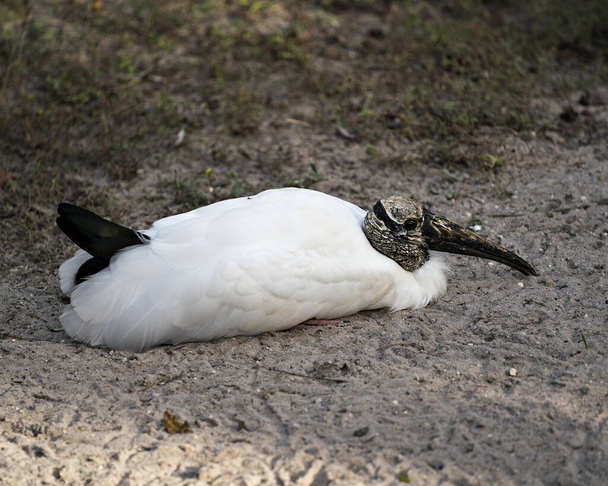 Wood Stork close up resting on the ground displaying its body, head, beak, eye, plumage, black and white colour with a background of foliage and sand in its environment and habitat. Image. Picture. Portrait. Wood Stork Stock Photo. - Foto, immagini