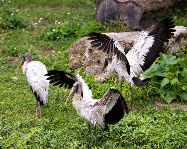 Wood Stork πουλιά close-up προβολή προφίλ με φτερά εξαπλωθεί και εμφανίζει μαύρο και άσπρο φτερό χρώμα φτέρωμα στο περιβάλλον και το περιβάλλον τους. Εικόνα. Φωτογραφία. Πορτρέτο. Ξύλο πελαργός Στοκ Φωτογραφίες.  - Φωτογραφία, εικόνα