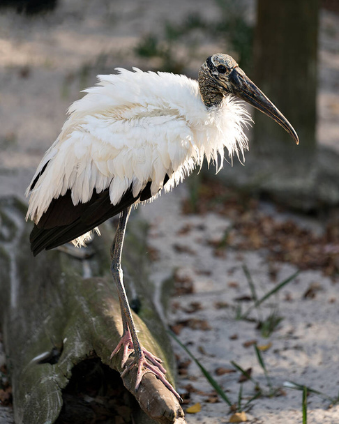 Wood stork close-up profile with fluffy wings displaying white and black fluffy feathers plumage, in its environment and habitat. Image. Picture. Portrait. Wood Stork Stock Photos. - Photo, image