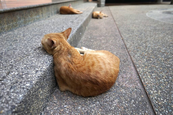 A cat sleeping on the stree - Photo, Image