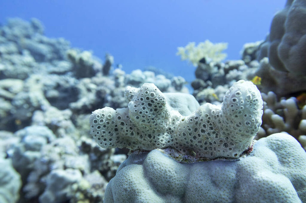 Koralliriutta trooppisen meren pohjassa, valkomeren sieni, vedenalainen maisema - Valokuva, kuva