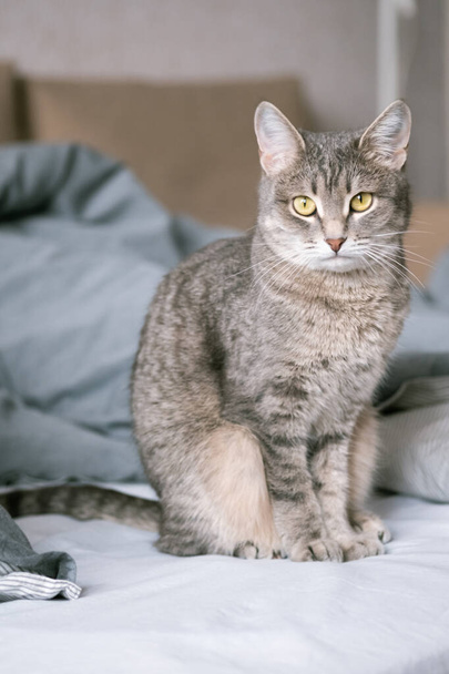 Een gestreepte grijze kat met gele ogen. Een huiskat zit op een grijs bed. De kat in het interieur. Afbeelding voor diergeneeskundige klinieken, sites over katten. - Foto, afbeelding