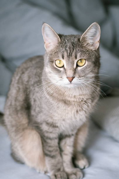 Een gestreepte grijze kat met gele ogen. Een huiskat zit op een grijs bed. De kat in het interieur. Afbeelding voor diergeneeskundige klinieken, sites over katten. - Foto, afbeelding