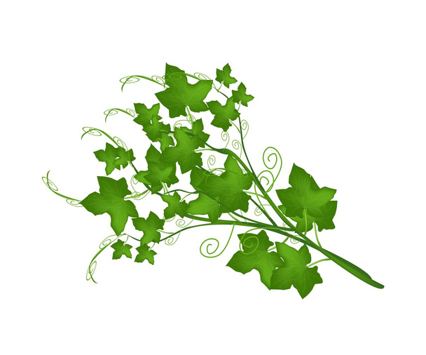friss zöld chayote növény fehér háttér - Vektor, kép