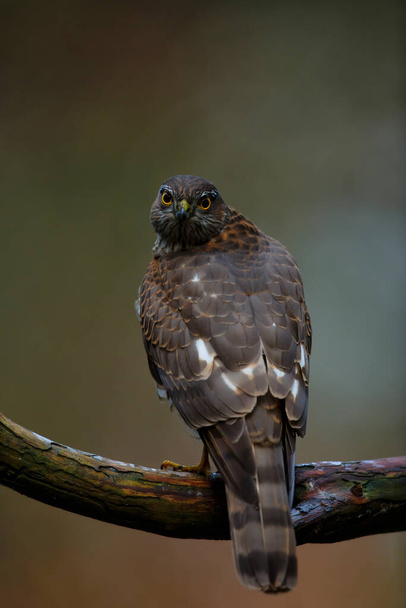 Eurasian Sparrow hawk (Accipiter nisus) sitting on a branch in the forest  in the Netherlands. Dark background - Photo, Image