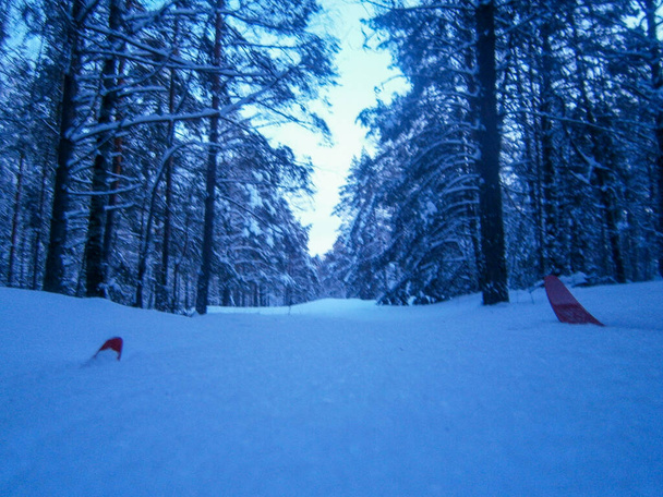 besneeuwd bos winter nacht - Foto, afbeelding