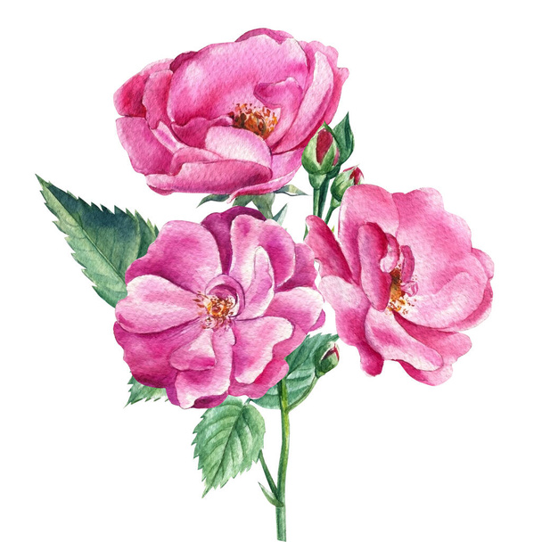 Rosas cor-de-rosa sobre fundo isolado branco, ilustração botânica aquarela - Foto, Imagem