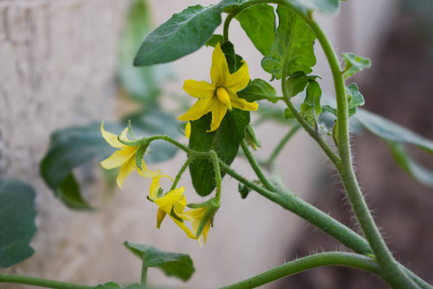 Fresh growing tomato flowering and fruiting plant with full bloomed yellow flowers and buds from India. Growth of tomato plant foliage with fresh leaves organic kitchen gardening. - Photo, Image