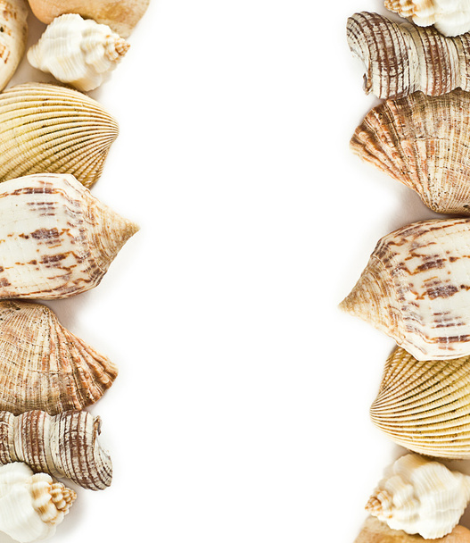 Marco de conchas en blanco
 - Foto, imagen