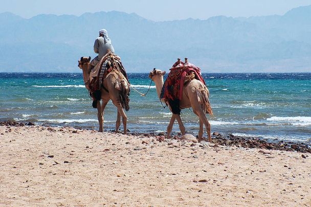 Deux chameaux sur les rives de la mer Rouge dans le Sinaï. Égypte. - Photo, image