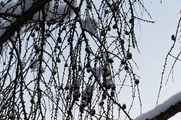 雪に覆われたスプルースの枝に小さなコーンが冬の澄んだ空に対して見えます - 写真・画像