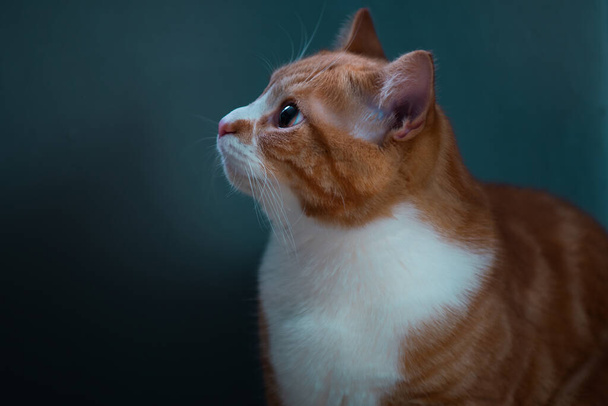 Αυθεντική εικόνα του μια γάτα τζίντζερ κοιτάζοντας την κάμερα με ένα όμορφο ζεστό και άνετο φόντο. - Φωτογραφία, εικόνα