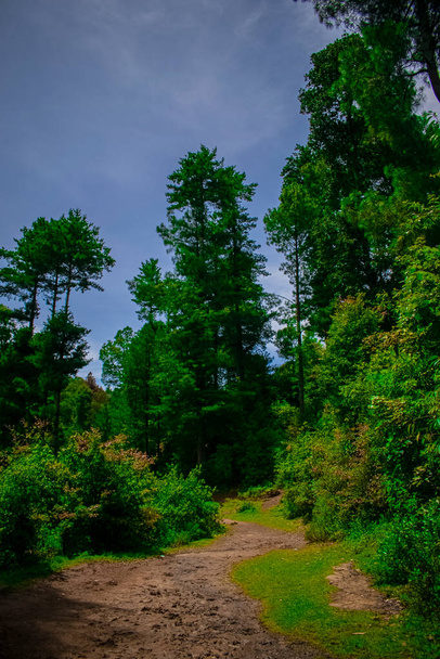 impozantní zelená džungle s krásnou krajinou v cajole - Fotografie, Obrázek