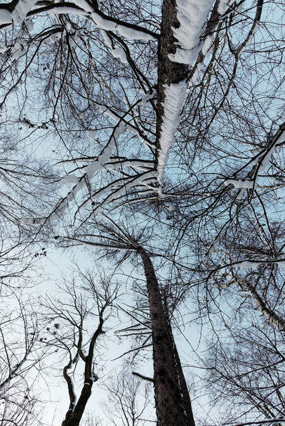 Widok na pokryte śniegiem korony drzew w zimie - Zdjęcie, obraz
