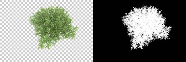 Zelené letní rostliny izolované na pozadí s maskou. 3D vykreslování - ilustrace - Fotografie, Obrázek