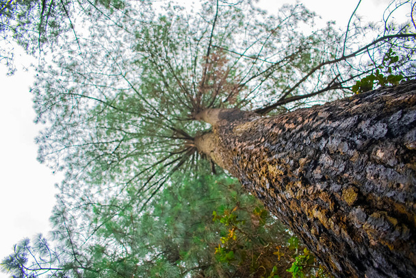 tronco di pino con rami e foglie secche con nuvole - Foto, immagini