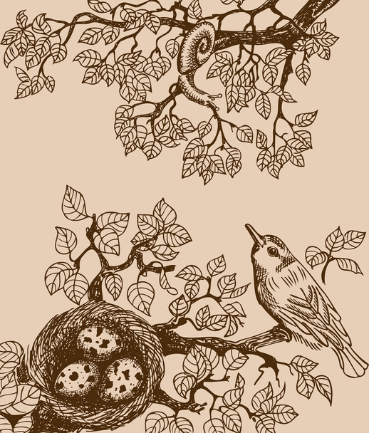 Pássaro e caracol marrom
 - Vetor, Imagem