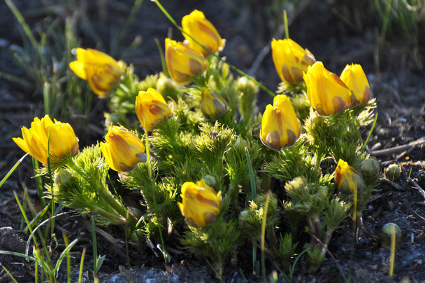 Adonis vernalis, on the hills grows in the wild - Photo, Image