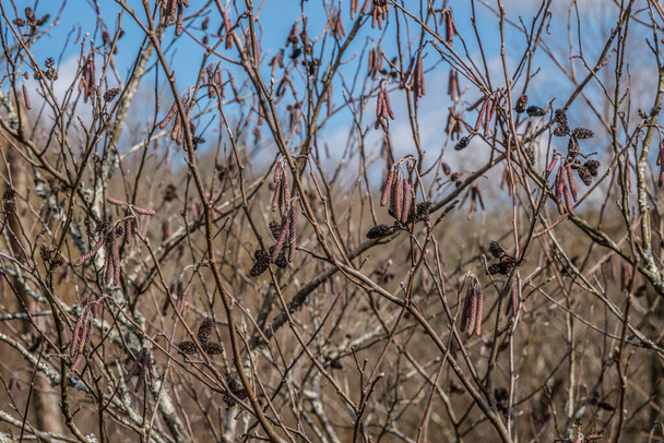 Primer plano de un arbusto de aliso de avellana con amentos y pequeños conos en los humedales contra el cielo azul en el fondo en un día soleado brillante en invierno - Foto, Imagen