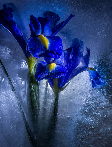 Fleurs gelées dans la glace. La texture de la glace. Iris bleus. - Photo, image