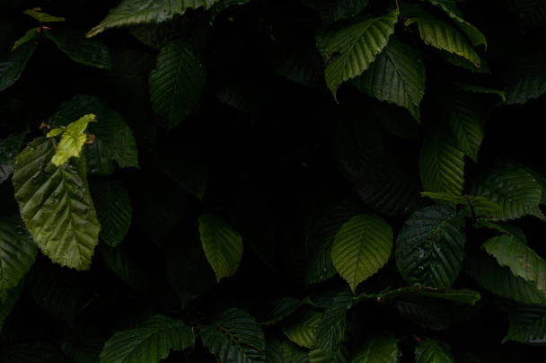 Background from green leaves Full Frame Shot Of Plants. Wallpaper - Photo, Image
