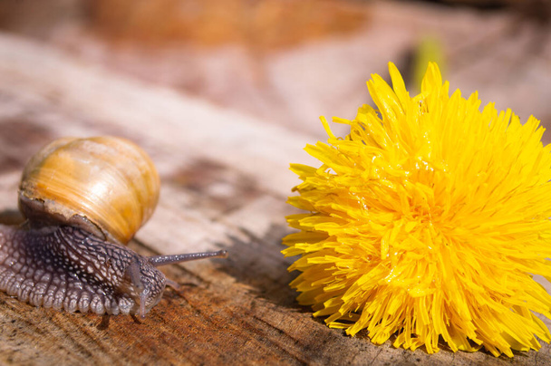 Macro photo de petit escargot sur pissenlit jaune - Photo, image