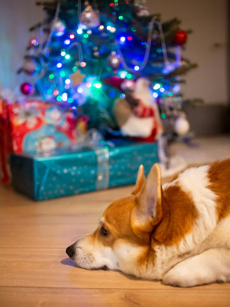 Ginger λευκό welsh corgi pembroke βρίσκεται κάτω από το χριστουγεννιάτικο δέντρο με δώρα.  - Φωτογραφία, εικόνα