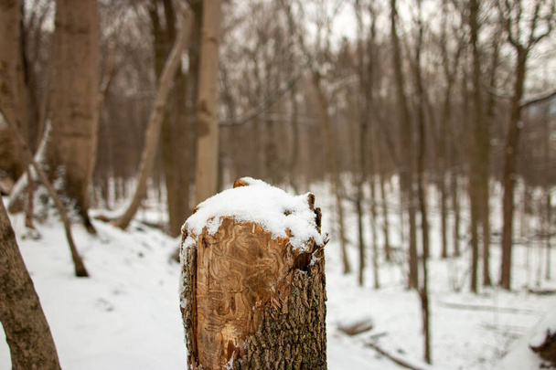 primo piano di neve su un tronco, fotografia macro astratta. surrealismo  - Foto, immagini