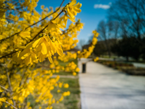 Маленькие желтые листья у длинной дорожки в парке - Фото, изображение