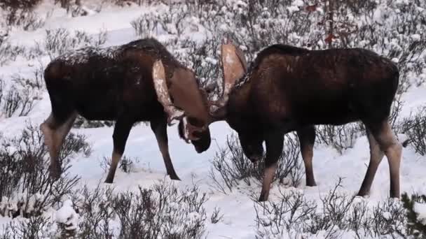 Лось у Канадських Скелястих горах - Кадри, відео