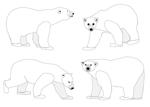 белые медведи - Вектор,изображение