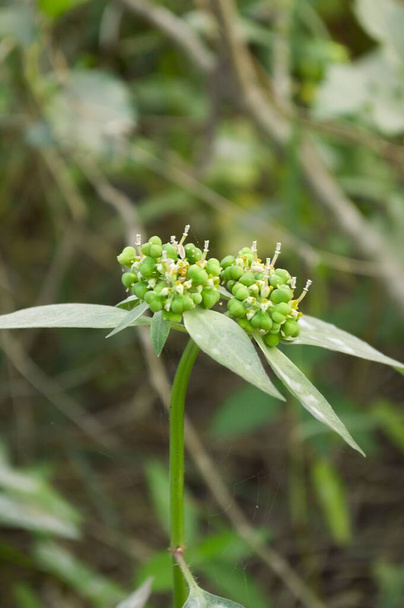 Euphorbia heterophylla grass flower in nature garden - Fotografie, Obrázek