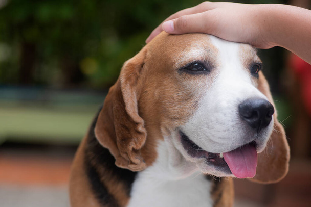  La mano de un niño está en la cabeza de un perro Beagle. El chico y el perro son amigos. Cuidar, amar, ternura para mascotas - Foto, Imagen