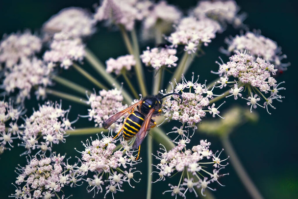 Wasp on a white wildflower on a blurred natural background close-up. - Foto, immagini