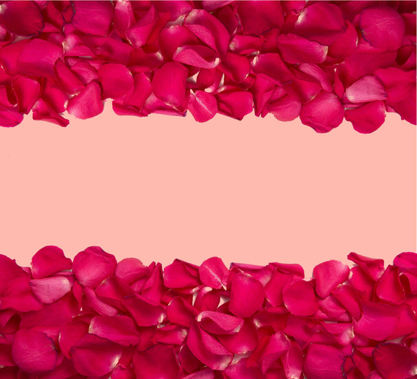 background and texture of bright red rose petals with a pink background in the middle. copy space. close-up. - Photo, Image