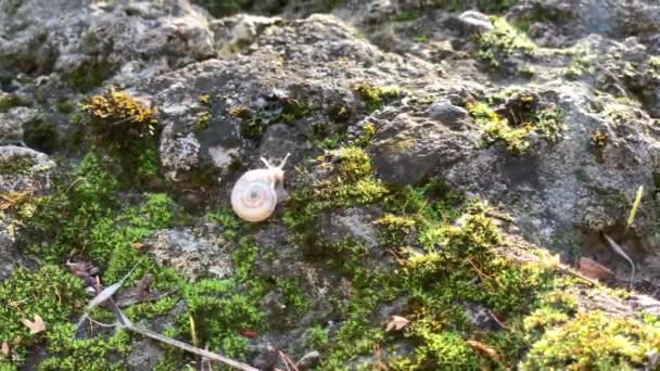 Escargot sur un terrain rocheux avec de l'herbe au soleil du soir - Séquence, vidéo