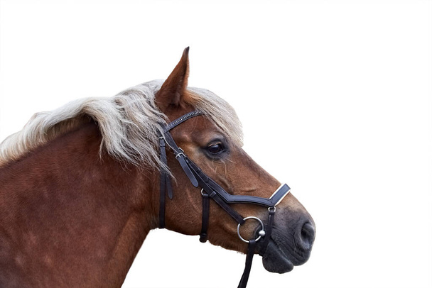 Портрет шоколадной серебряной лошади в кожаной узде в профиль - Фото, изображение