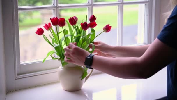 Jasno oświetlona scena kobiecych rąk układających czerwone tulipany w wazonie na parapecie przed oknem skrzydła. - Materiał filmowy, wideo