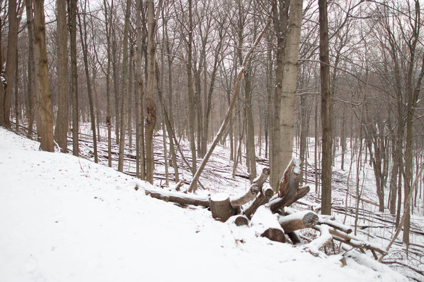 close-up van sneeuw op een log, abstracte macro foto. surrealisme  - Foto, afbeelding